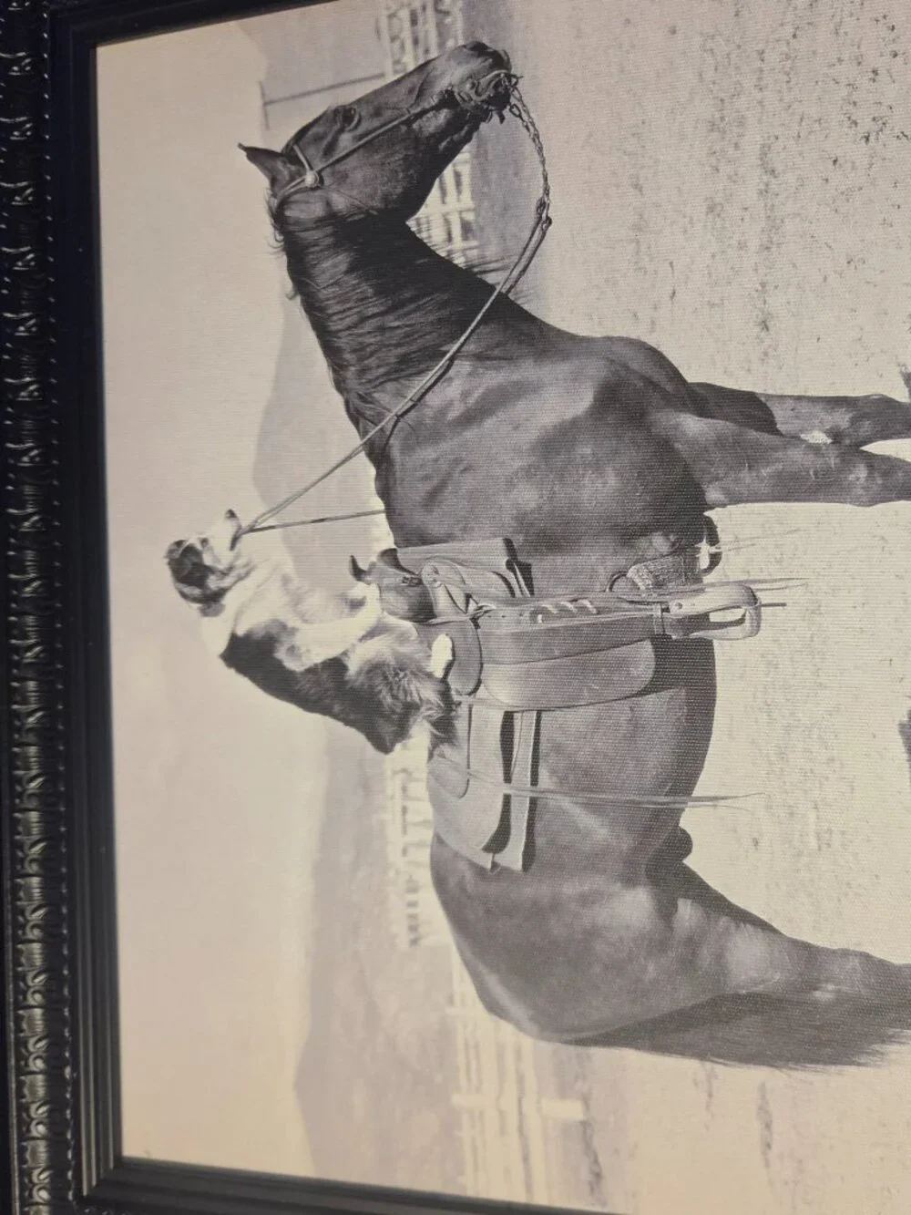 saddle up depicts dog sitting on a horse framed print no glass fun pic